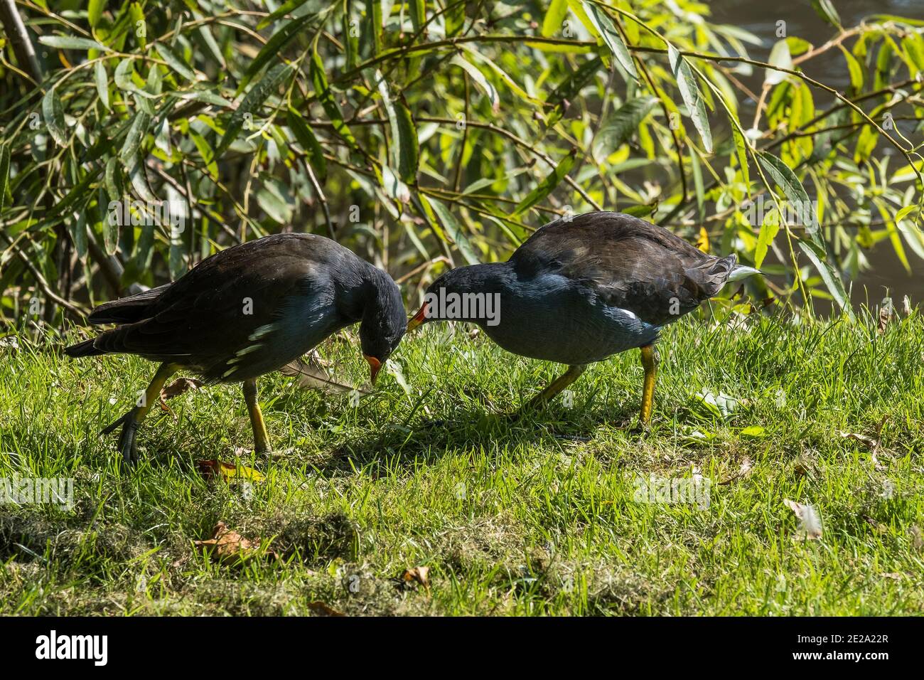 Two Moorhens grooming each other near a lake Gallinula Chloropus. Stock Photo