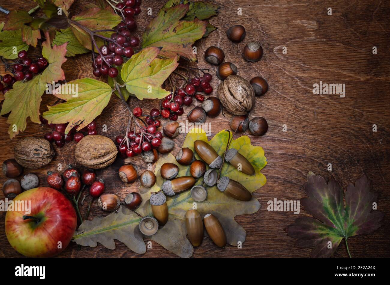 branch of viburnum dry leaves and apples on a dark wooden background. Autumn style. Stock Photo