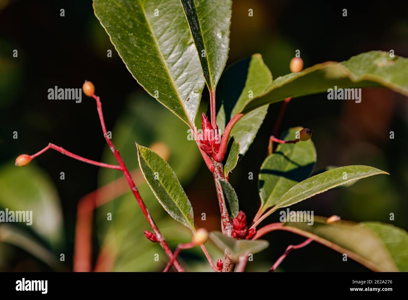 A glowing red bud of a hedge seedling Stock Photo