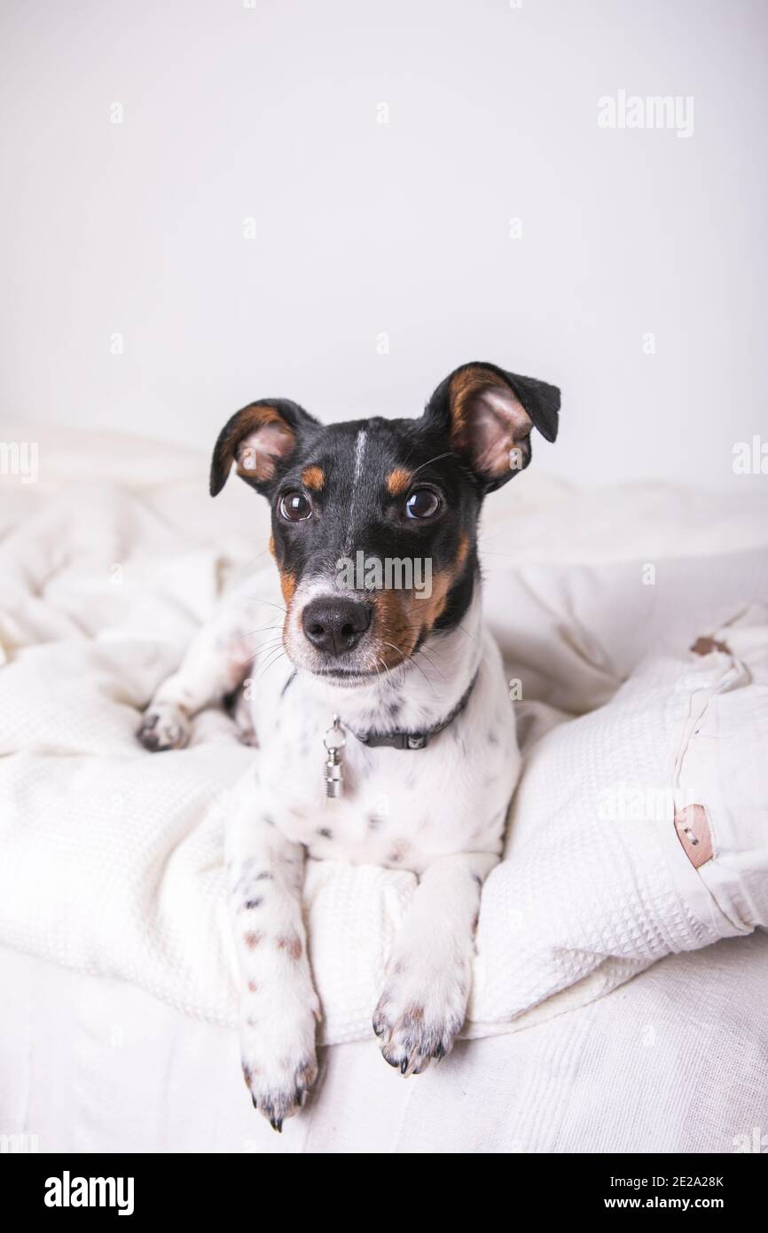 A small white dog puppy breed Jack Russel Terrier with beautiful eyes