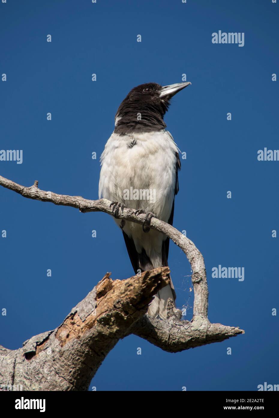 A pied butcherbird (Cracticus nigrogularis) perched in a private Australian garden in Queensland. Sitting on a dead branch looking to the right. Stock Photo