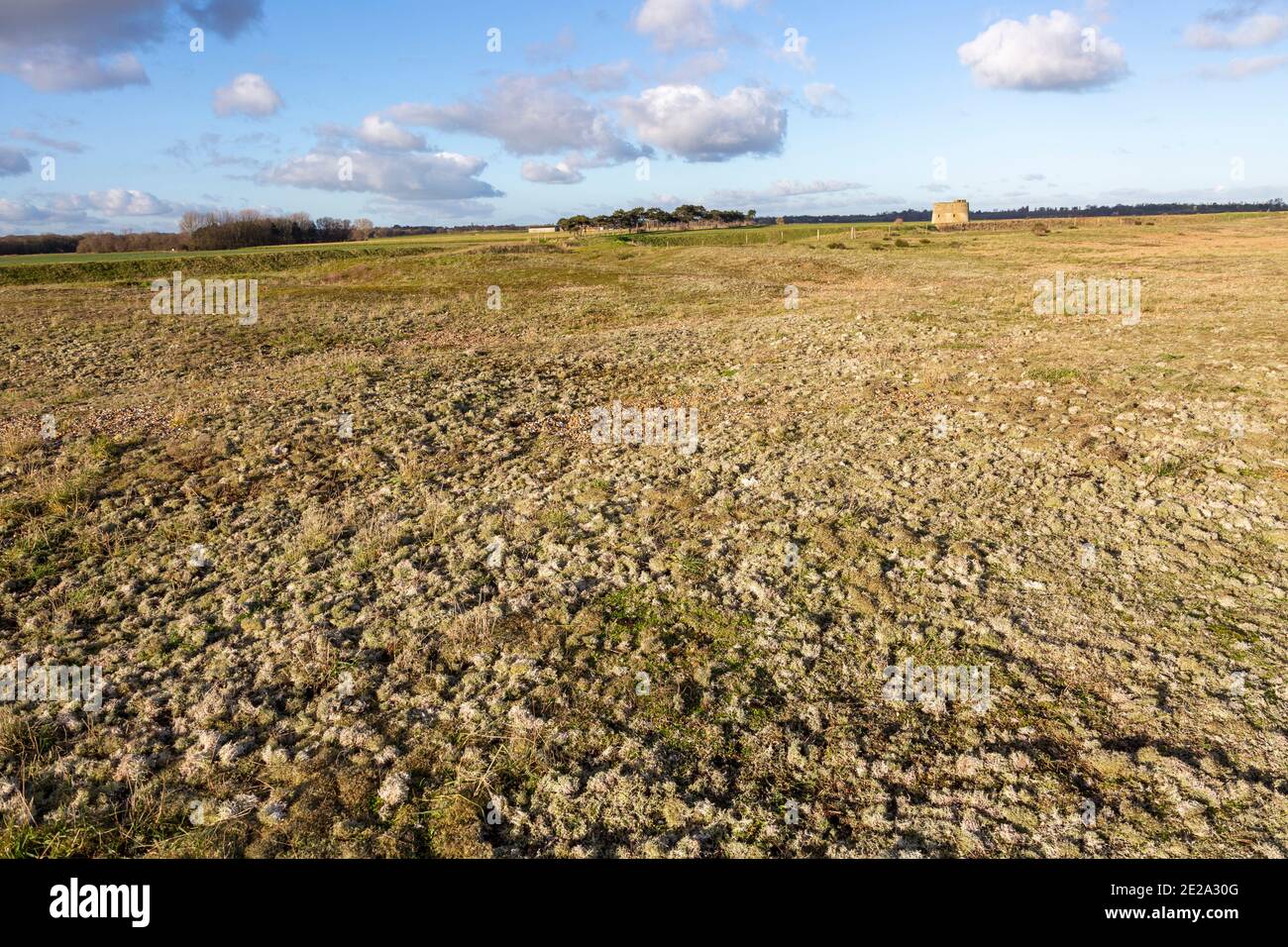 Vegetated coastal shingle colonised by various moss plants, Alderton, Suffolk, England, UK Stock Photo