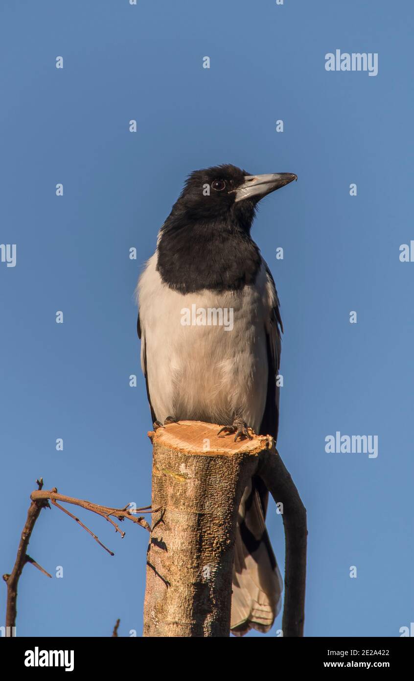 A pied butcherbird (Cracticus nigrogularis) perched in a private Australian garden in Queensland. Sitting atop a sawn tree branch against a blue sky. Stock Photo