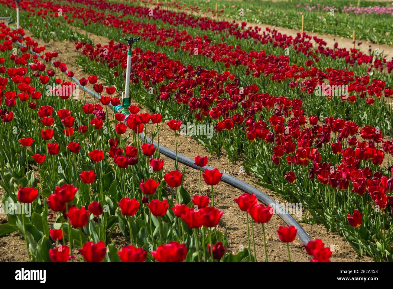 Field of red colored tulip flowers with watering system for it Stock Photo
