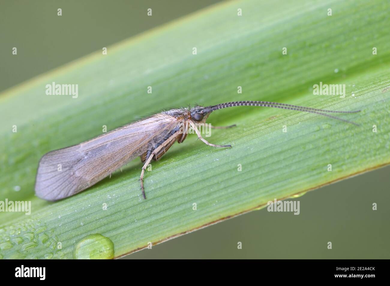 Limnephilus affinis, a caddisfly from Finland with no common english name Stock Photo