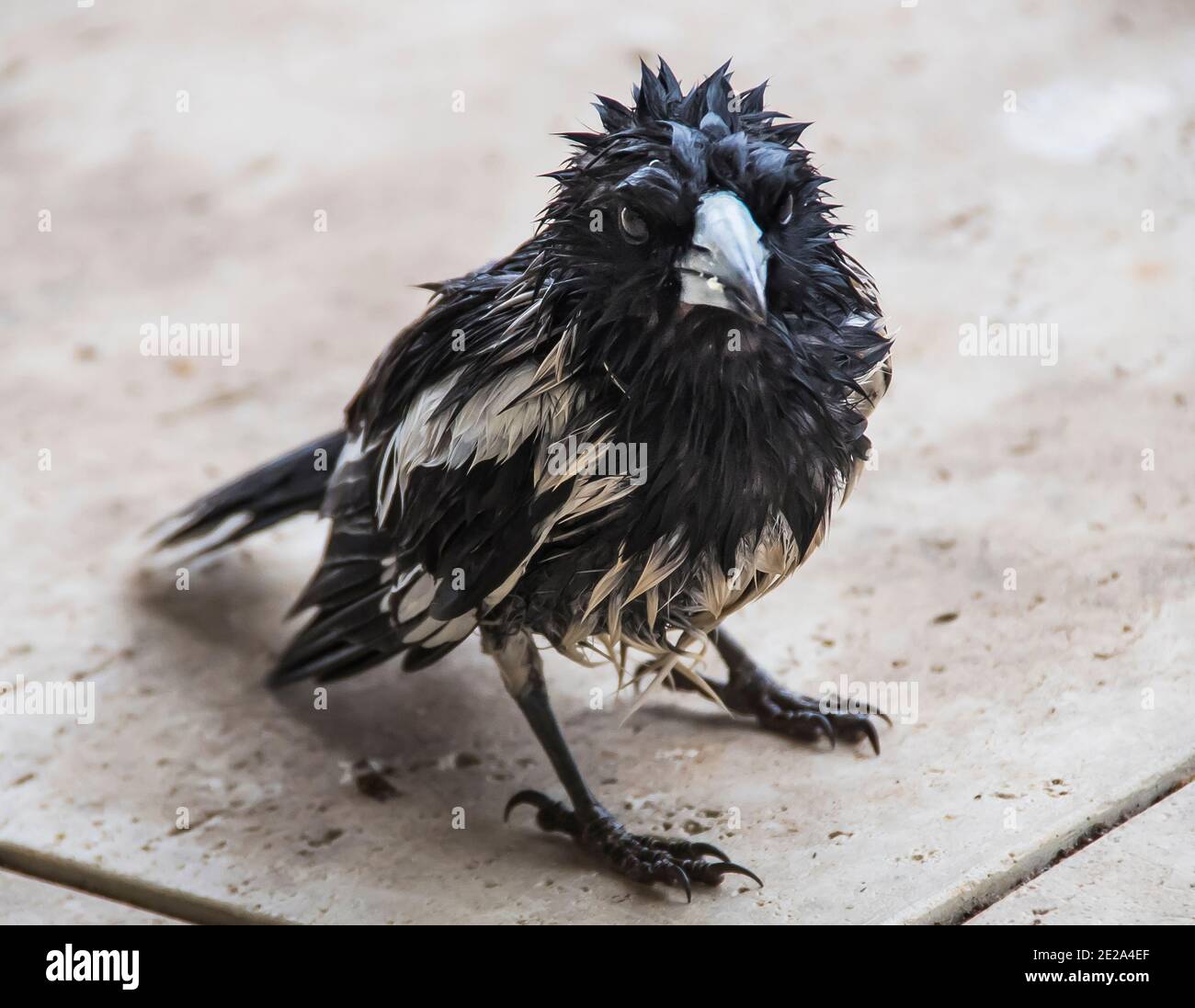 An Australian pied butcherbird (Cracticus nigrogularis) soaked after heavy rainfall. Wet and bedraggled in Queensland garden. Stock Photo