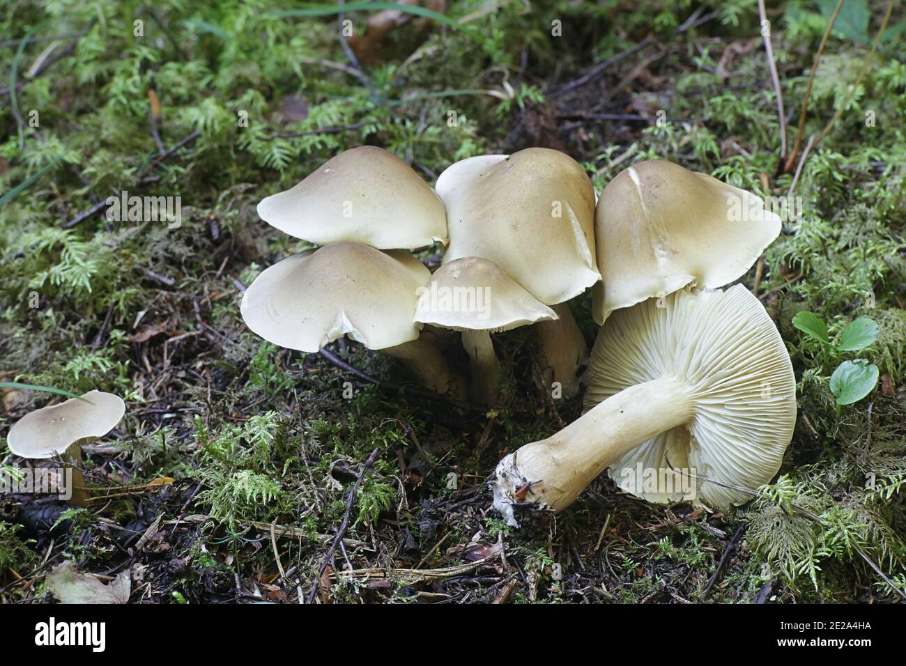 Tricholoma saponaceum, known as the soap-scented toadstool, soapy knight or soap tricholoma, wild mushroom from Finland Stock Photo
