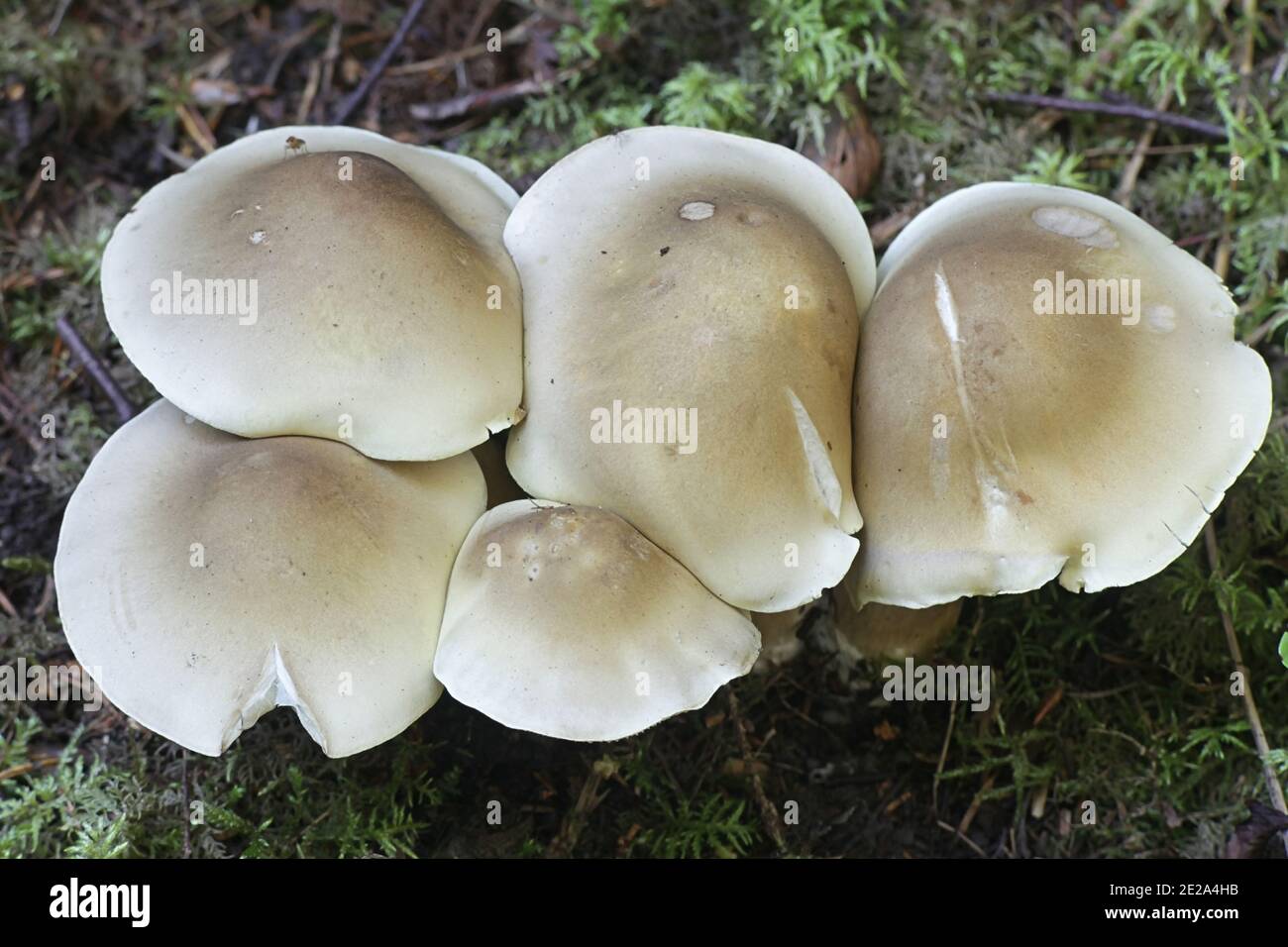Tricholoma saponaceum, known as the soap-scented toadstool, soapy knight or soap tricholoma, wild mushroom from Finland Stock Photo