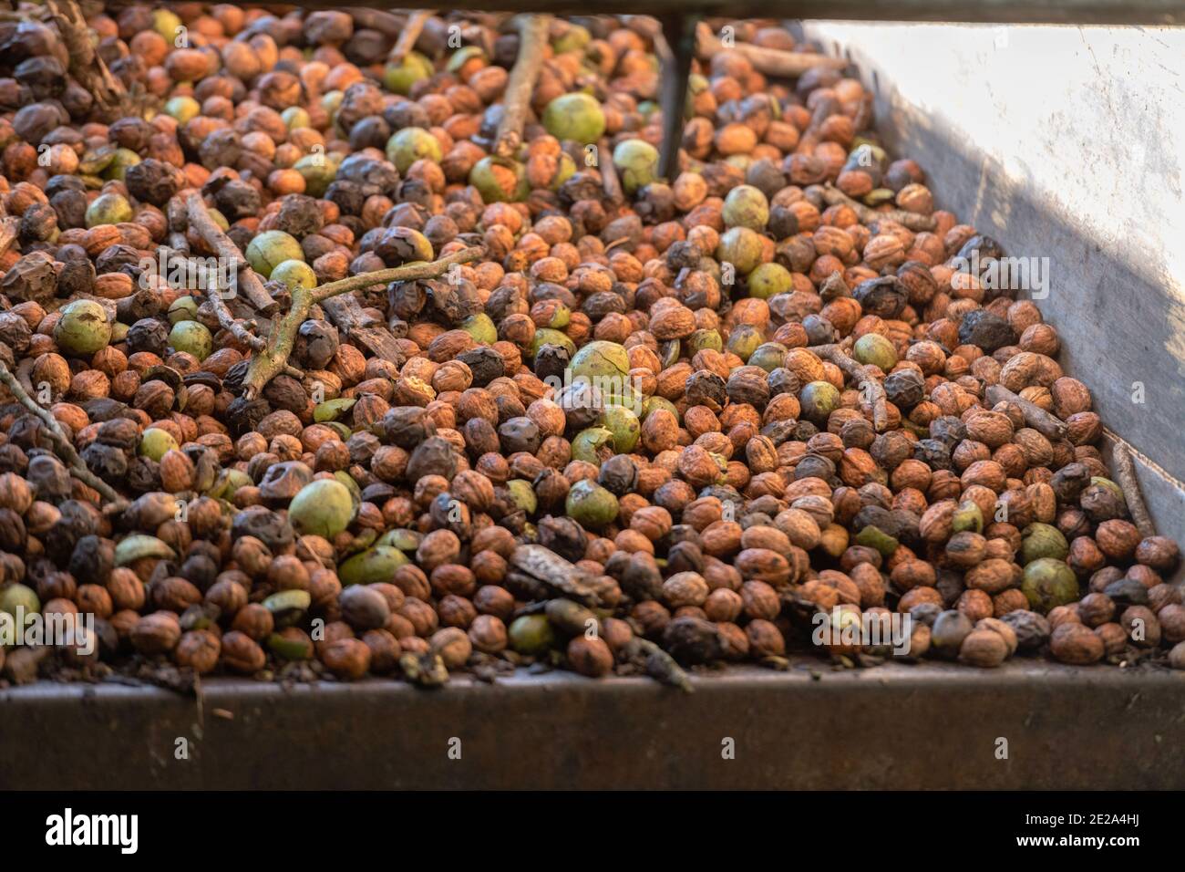 Walnut harvesting at Nuts & Compagnie, a family business offering products made from their own production of nuts in Beauregard-Baret (south-eastern F Stock Photo