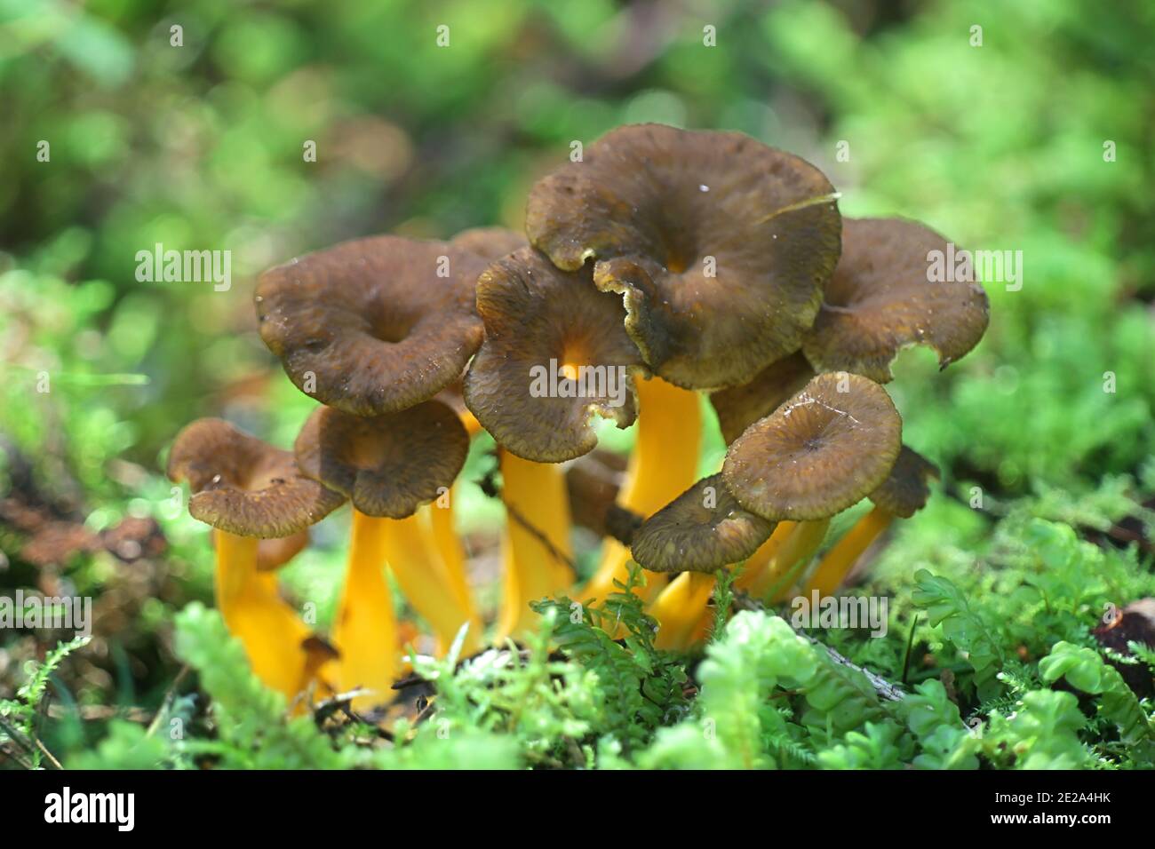 Craterellus tubaeformis (Cantharellus tubaeformis), known as yellowfoot, winter mushroom, or  trumpet chanterelle, wild edible mushroom from Finland Stock Photo