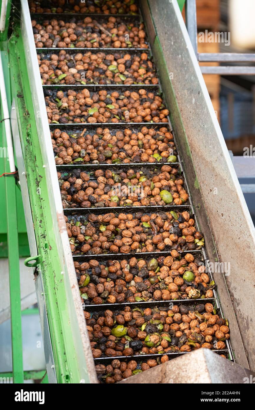 Walnut harvesting at Nuts & Compagnie, a family business offering products made from their own production of nuts in Beauregard-Baret (south-eastern F Stock Photo