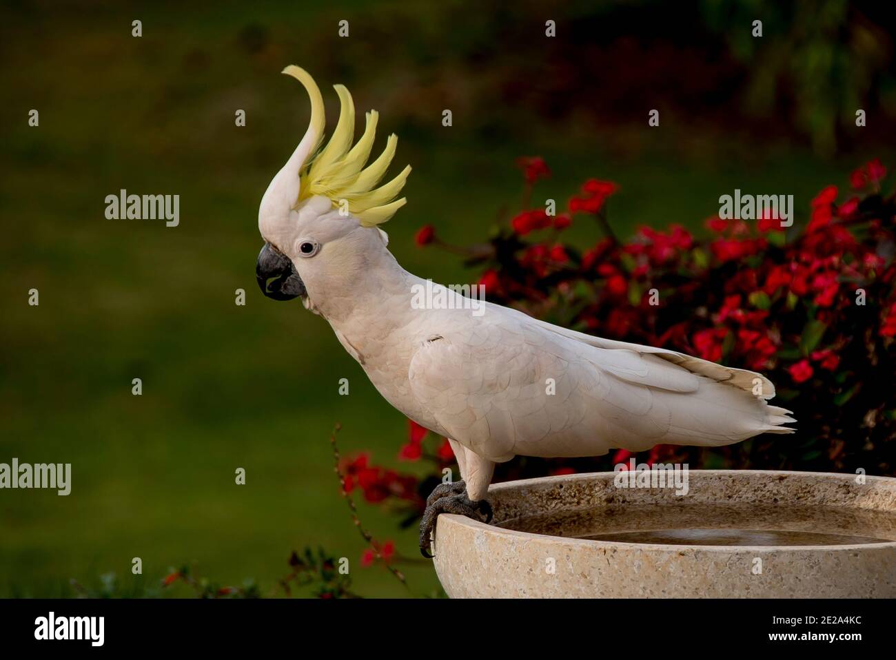 Flowers garden bird bath hi-res stock photography and images - Alamy