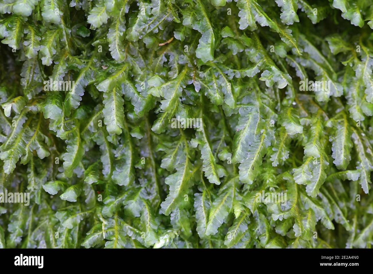 Homalia trichomanoides, known as the Blunt Feather-moss or homalia moss Stock Photo