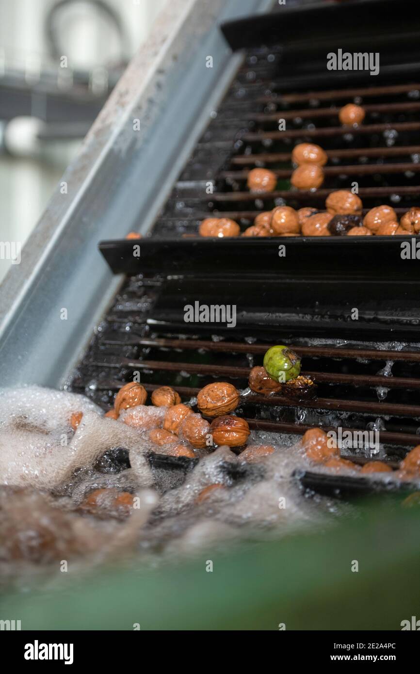 Walnut harvesting at Nuts & Compagnie, a family business offering products made from their own production of nuts in Beauregard-Baret (south-eastern F Stock Photo