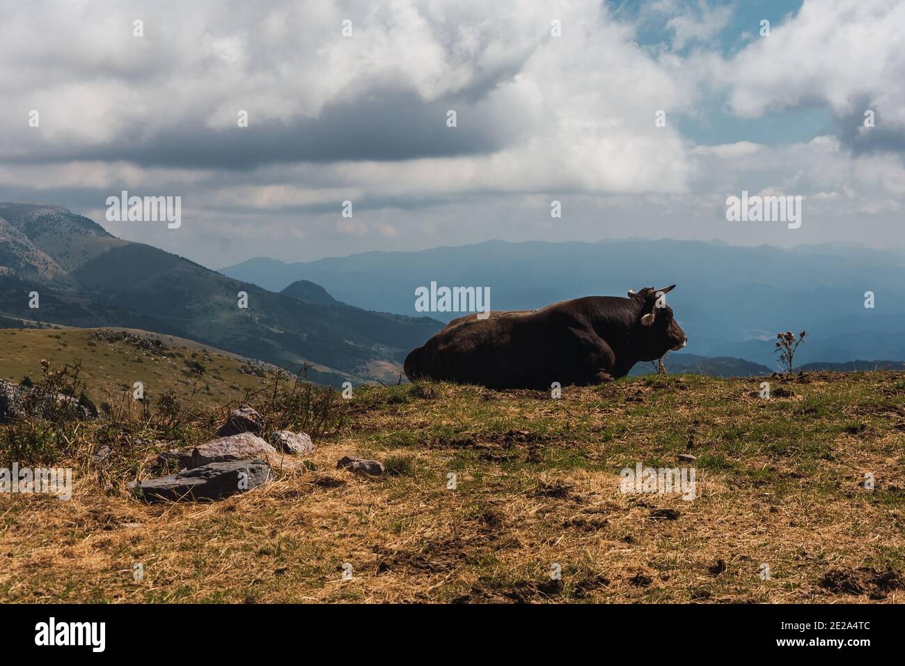 Bull sitting in the middle of a green meadow with the mountains in the background Stock Photo