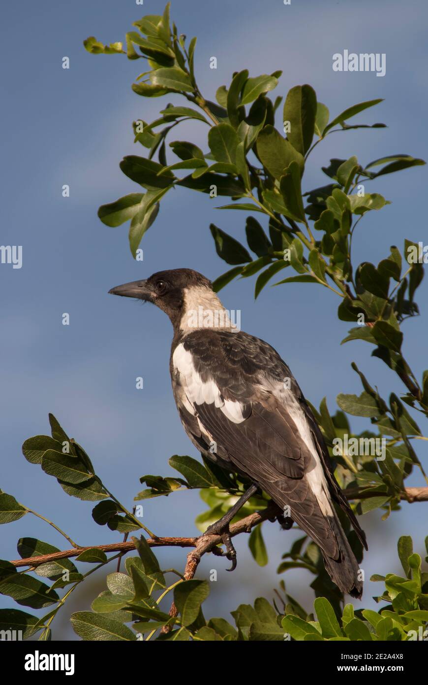A profile of an Australian magpie (cracticus tibicen) perched in a tree with green leaves, against a blue sky. Summer in a Queensland garden. Stock Photo