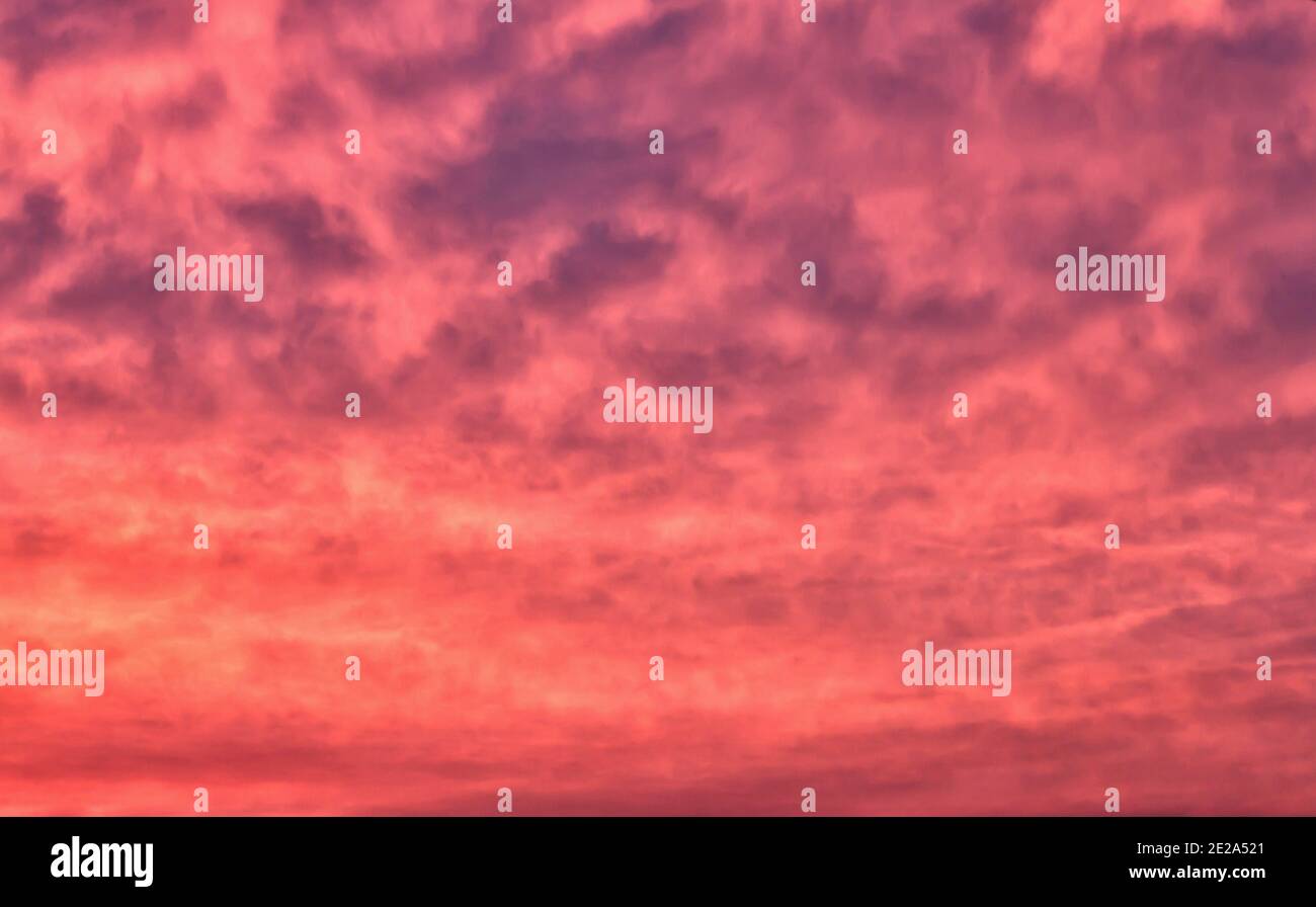 Evening sky with bright pink clouds at sunset. Stock Photo