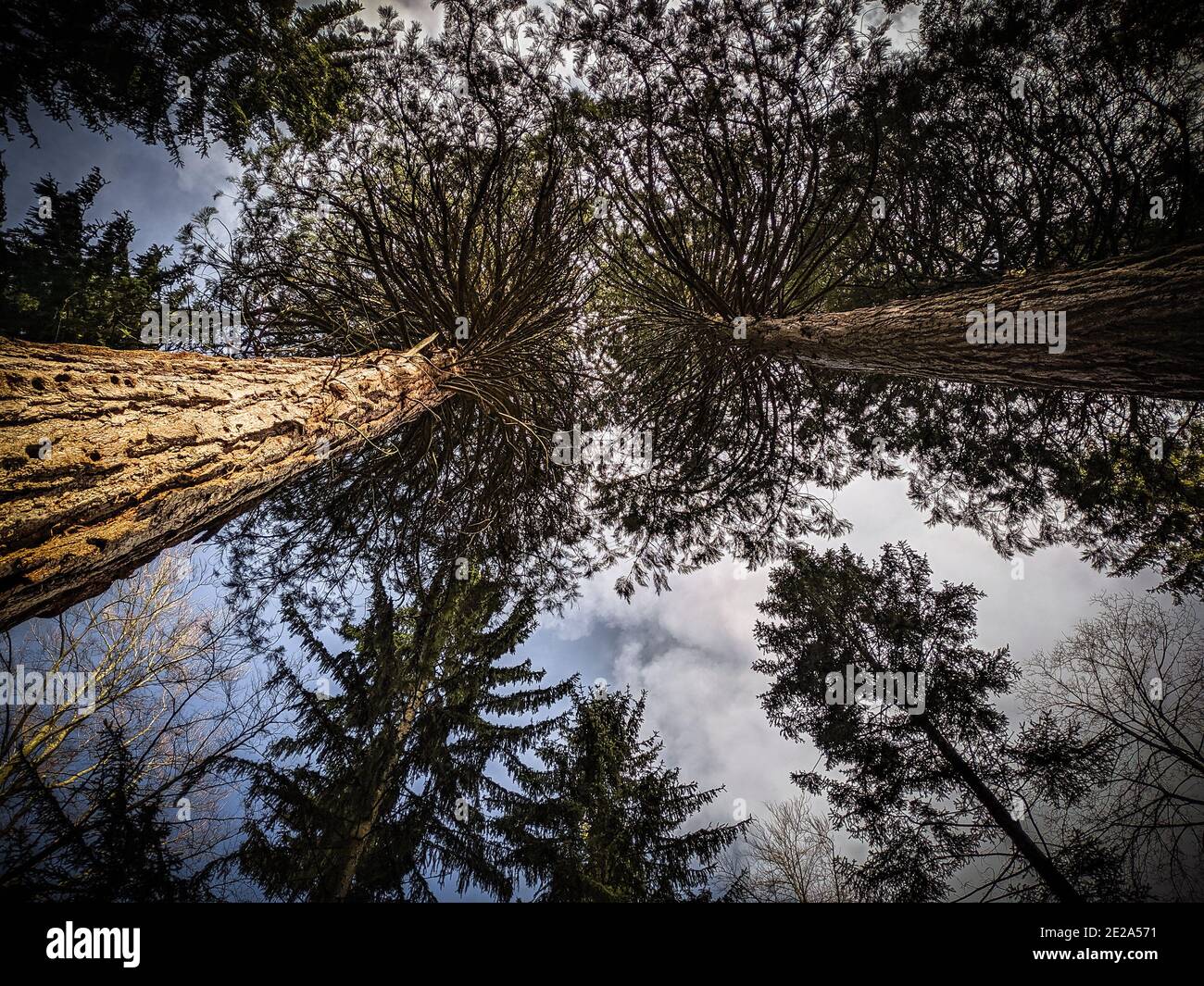 Low angle shot of high trees in a forest in a daytime under the cloudy ...