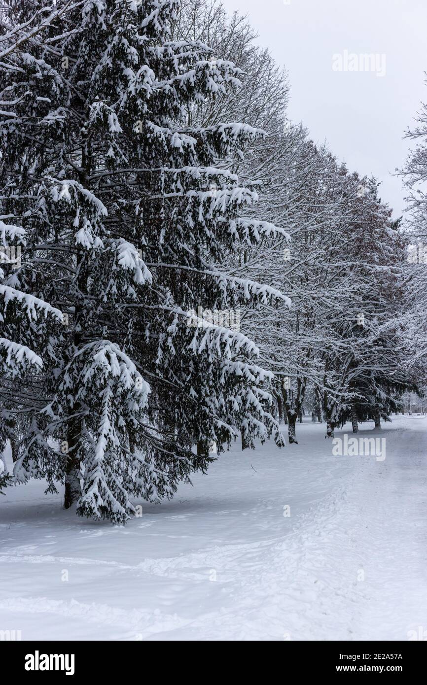 Snow covered fir trees in the park Stock Photo