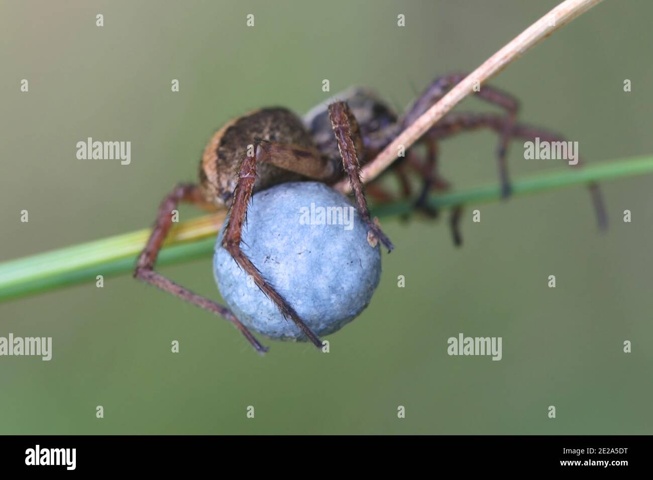 Alopecosa taeniata, a wolf spider female with blue egg sac Stock Photo