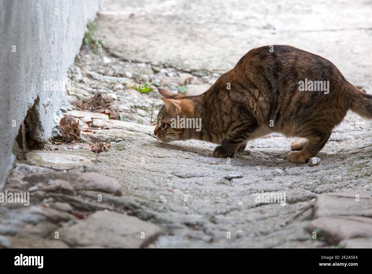 Cat trap hi-res stock photography and images - Alamy