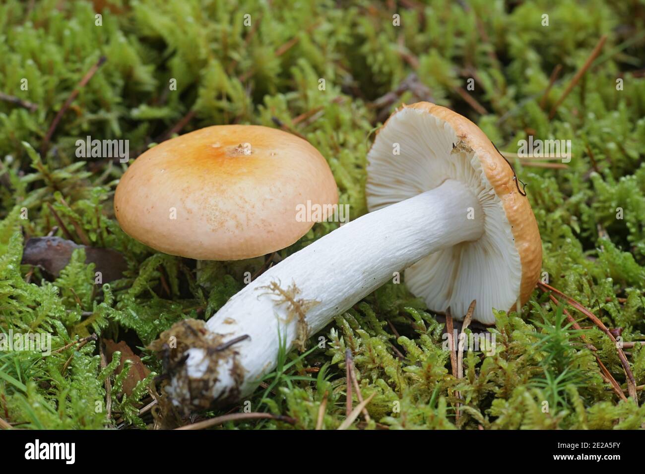 Russula decolorans, copper brittlegill, wild edible mushroom from Finland Stock Photo