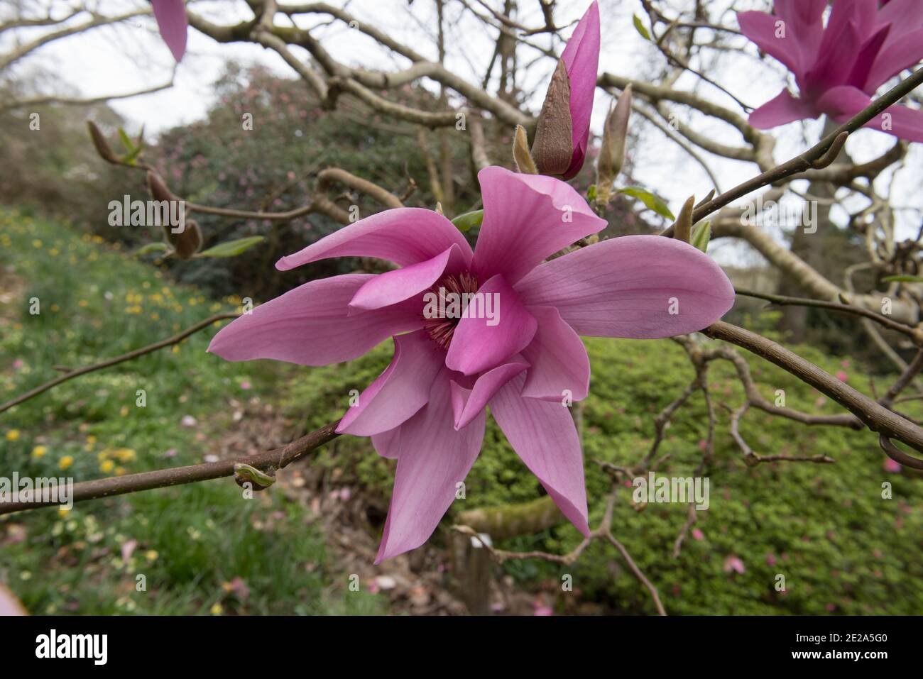 Bright Pink Spring Flower Head on a Deciduous Magnolia Tree (Magnolia 'Caerhays Surprise') Growing  in a Woodland Garden in Rural Cornwall, England Stock Photo