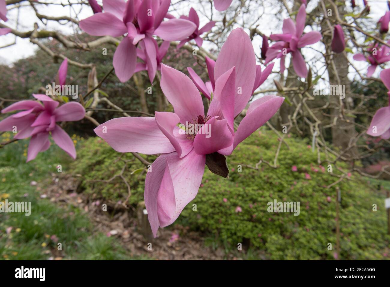 Bright Pink Spring Flower Head on a Deciduous Magnolia Tree (Magnolia 'Caerhays Surprise') Growing  in a Woodland Garden in Rural Cornwall, England Stock Photo