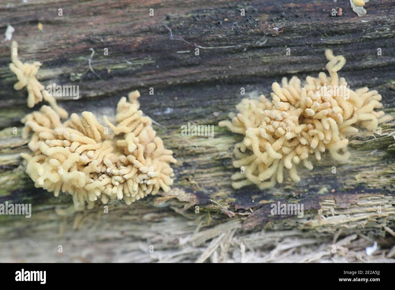 Arcyria obvelata (prev. Arcyria nutans), a species of slime mold in the family Trichiidae photographed in Finland, no common english name Stock Photo