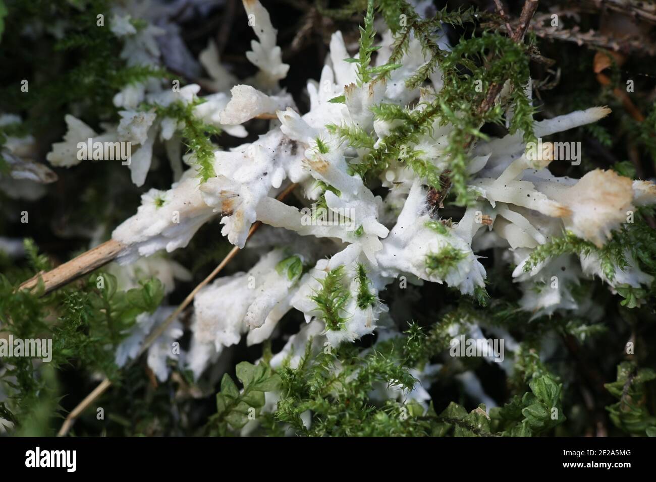Sebacina incrustans, known as enveloping crust, wild fungus from Finland Stock Photo