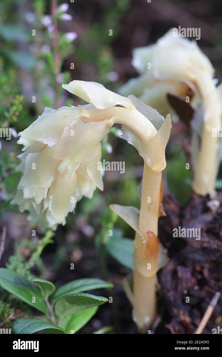 Dutchman's Pipe, Hypopitys monotropa (syn. Monotropa hypopitys), wild non-chlorophyllous parasitic plant from Finland Stock Photo