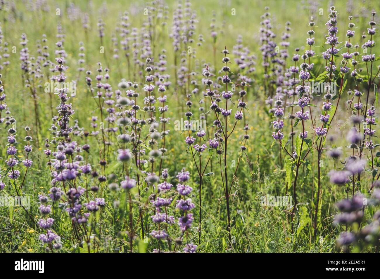 Lilac wild flowers and medicinal herbs in the field Stock Photo - Alamy