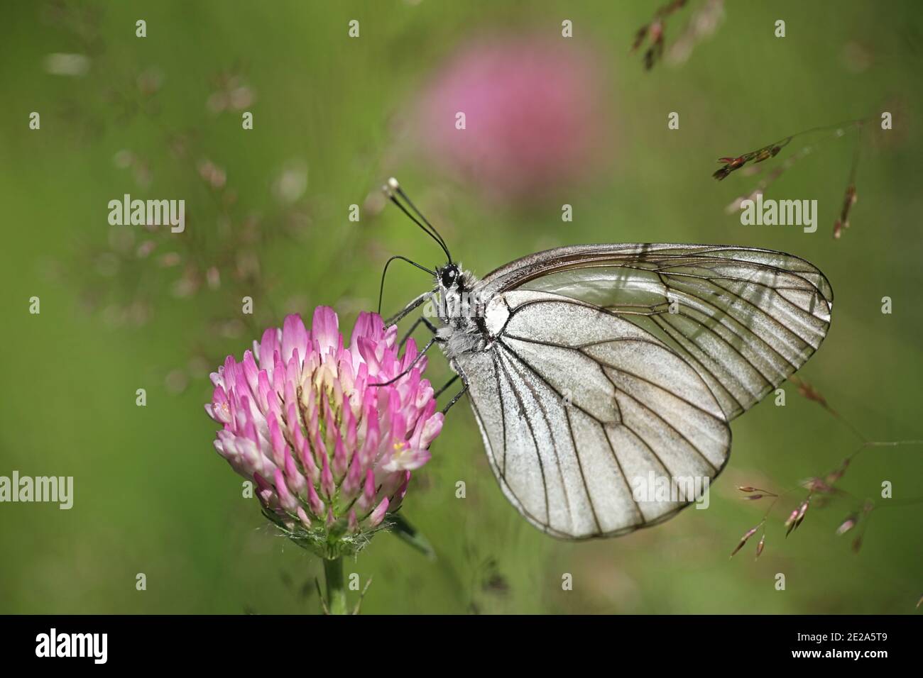 Black-veined White, Aporia crataegi, a beautiful butterfly from Finland feeding on red clover Stock Photo