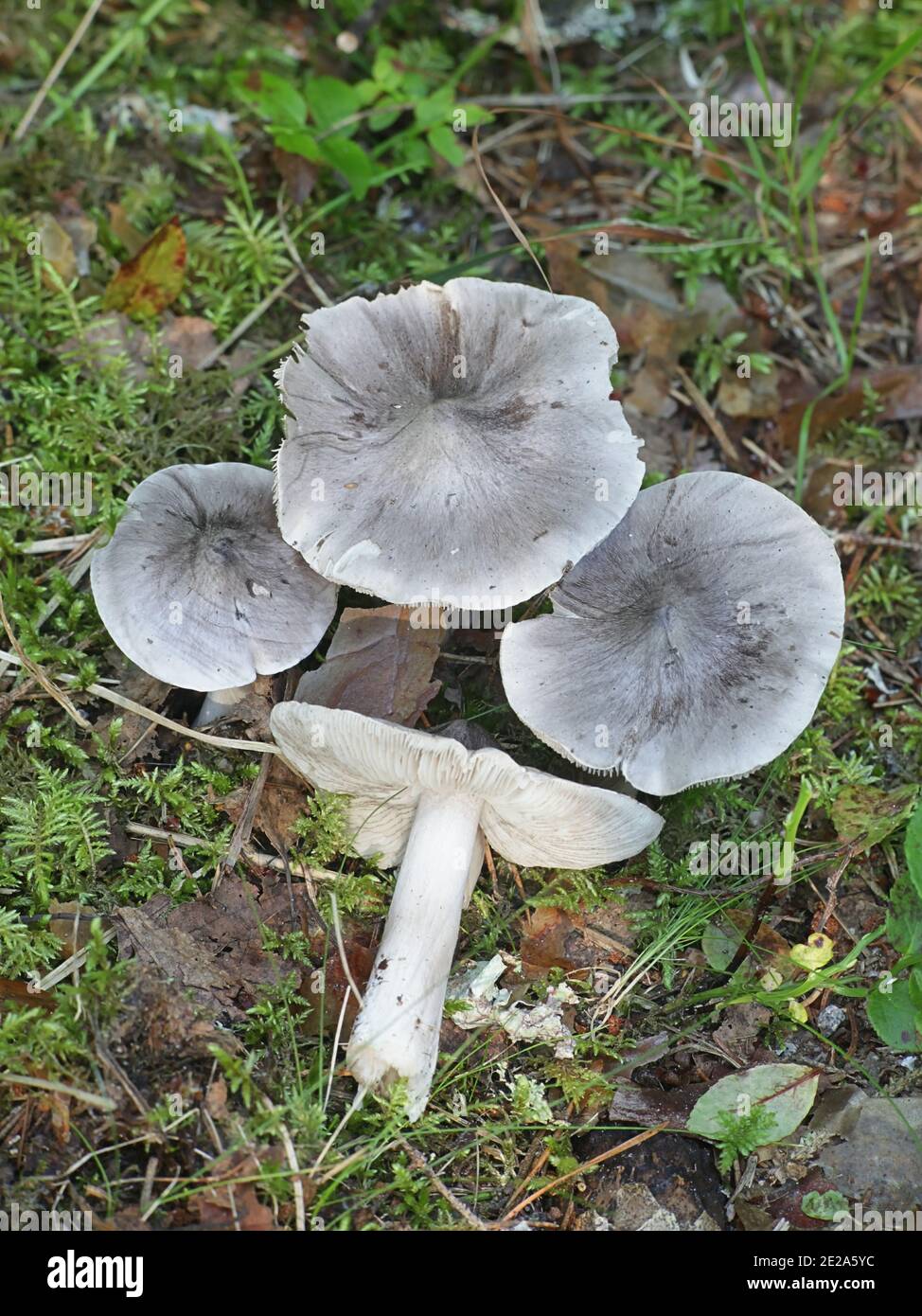 Tricholoma virgatum,  ashen knight, wild mushroom from Finland Stock Photo