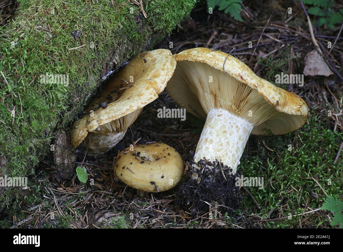 Lactifluus scrobiculatus, also known as Lactarius scrobiculatus, commonly called the spotted milkcap, wild mushroom from Finland Stock Photo