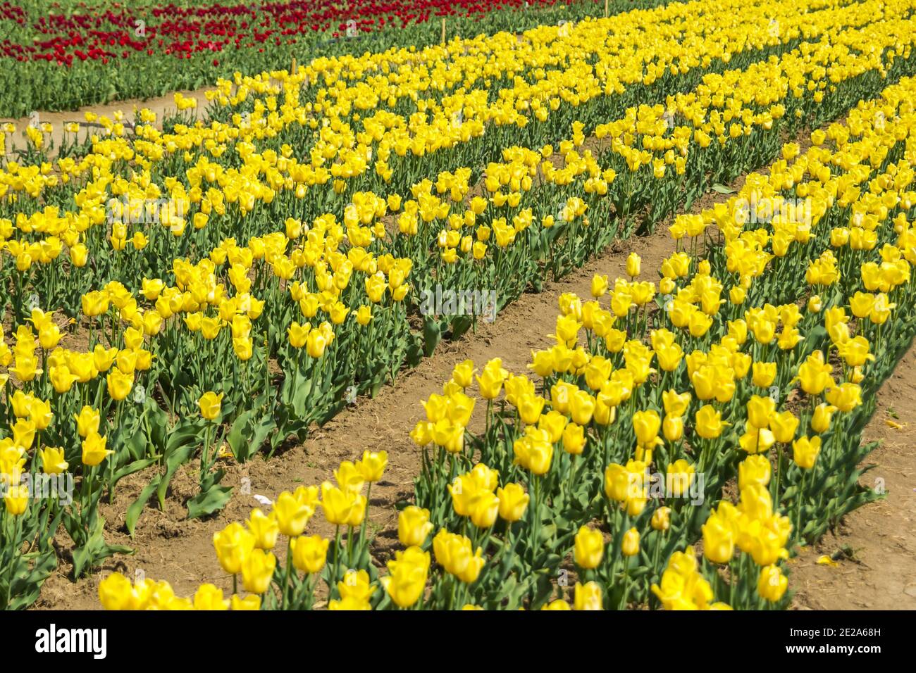 Large field of yellow colored tulip flowers Stock Photo - Alamy