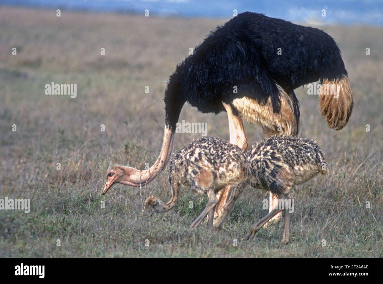 Male ostrich Struthio camelus with two young chicks Amboseli Kenya Stock Photo