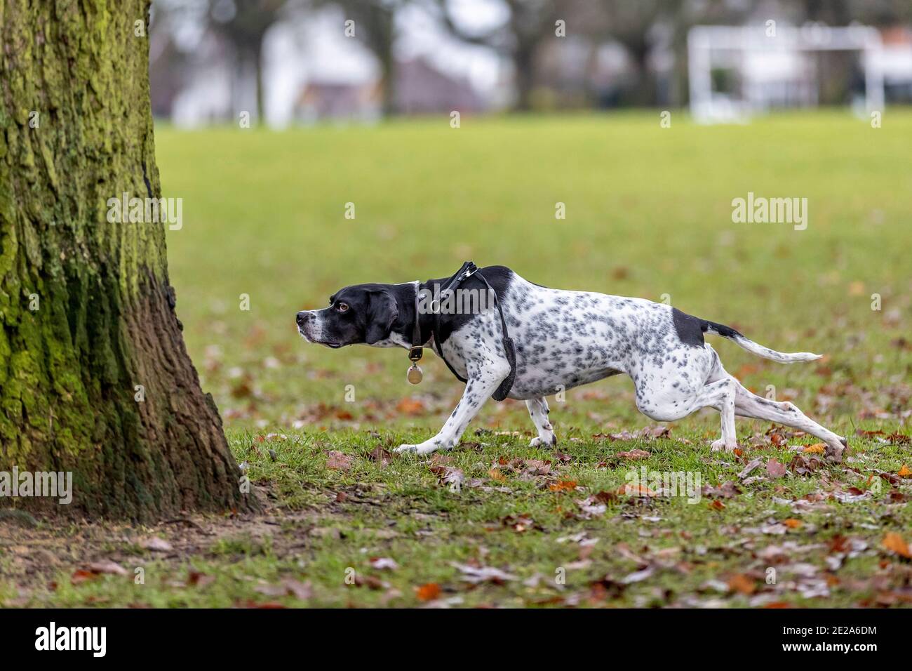 Pointer stalking a Squirrel in Abington Park, Northampton, England, UK. Stock Photo