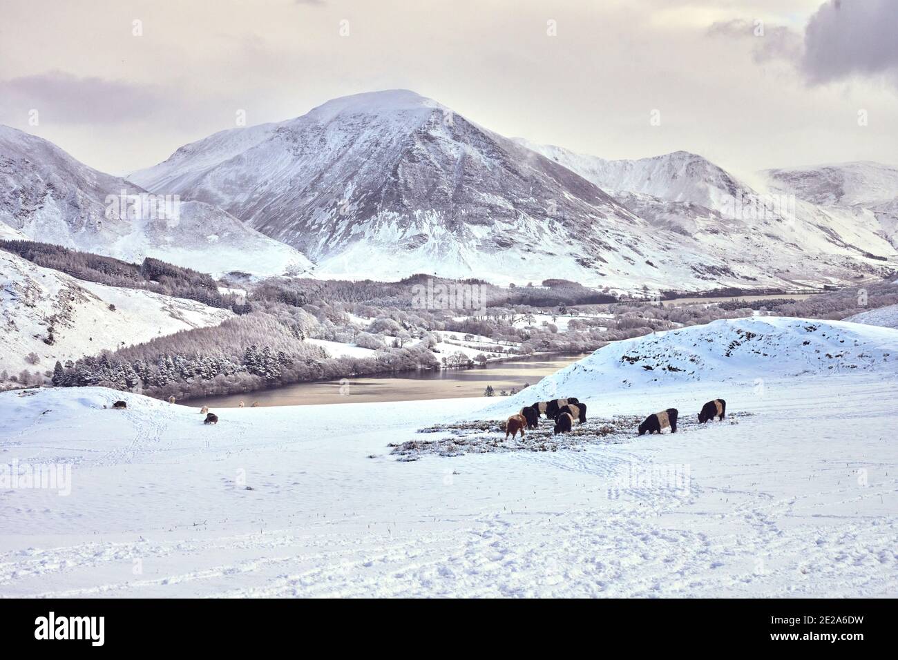 Cattle feeding in fields above Loweswater, Lake District Stock Photo