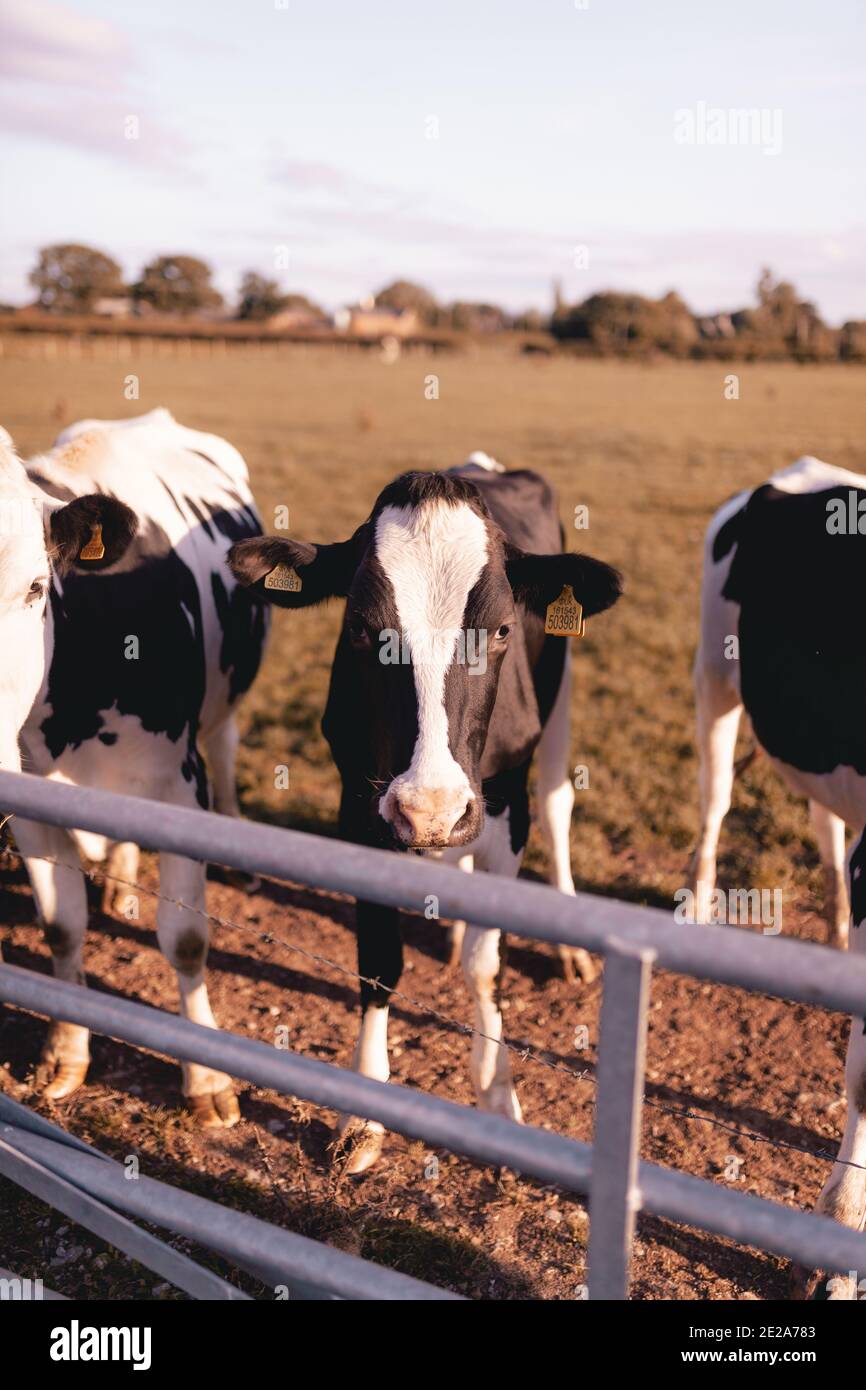 Vertical shot of cows behind a metal gate at a farm Stock Photo - Alamy