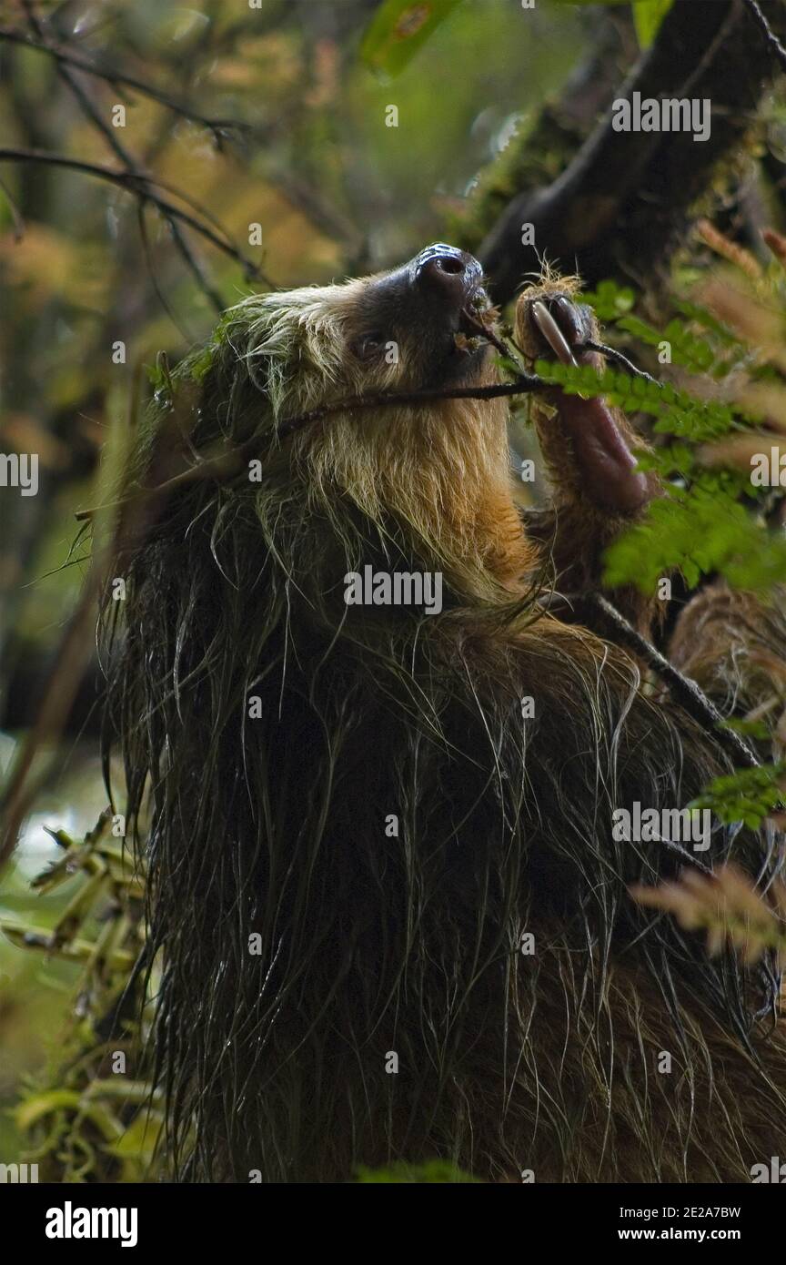 Sloth in a tree. Location: Reserva Bosque Nuboso Santa Elena, Costa Rica. Photo V.D. Stock Photo