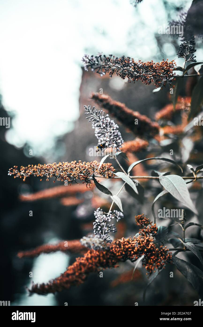 Closeup shot reeds plants hi-res stock photography and images - Alamy