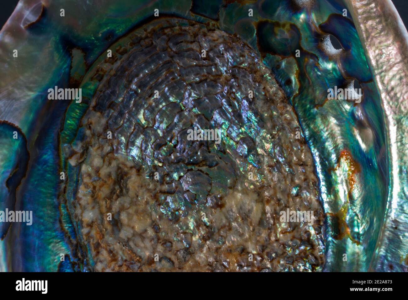The inside of an Abalone shell is lined with a protective nacre known as Mother-of-pearl, that has long been prized for it's decorative value Stock Photo