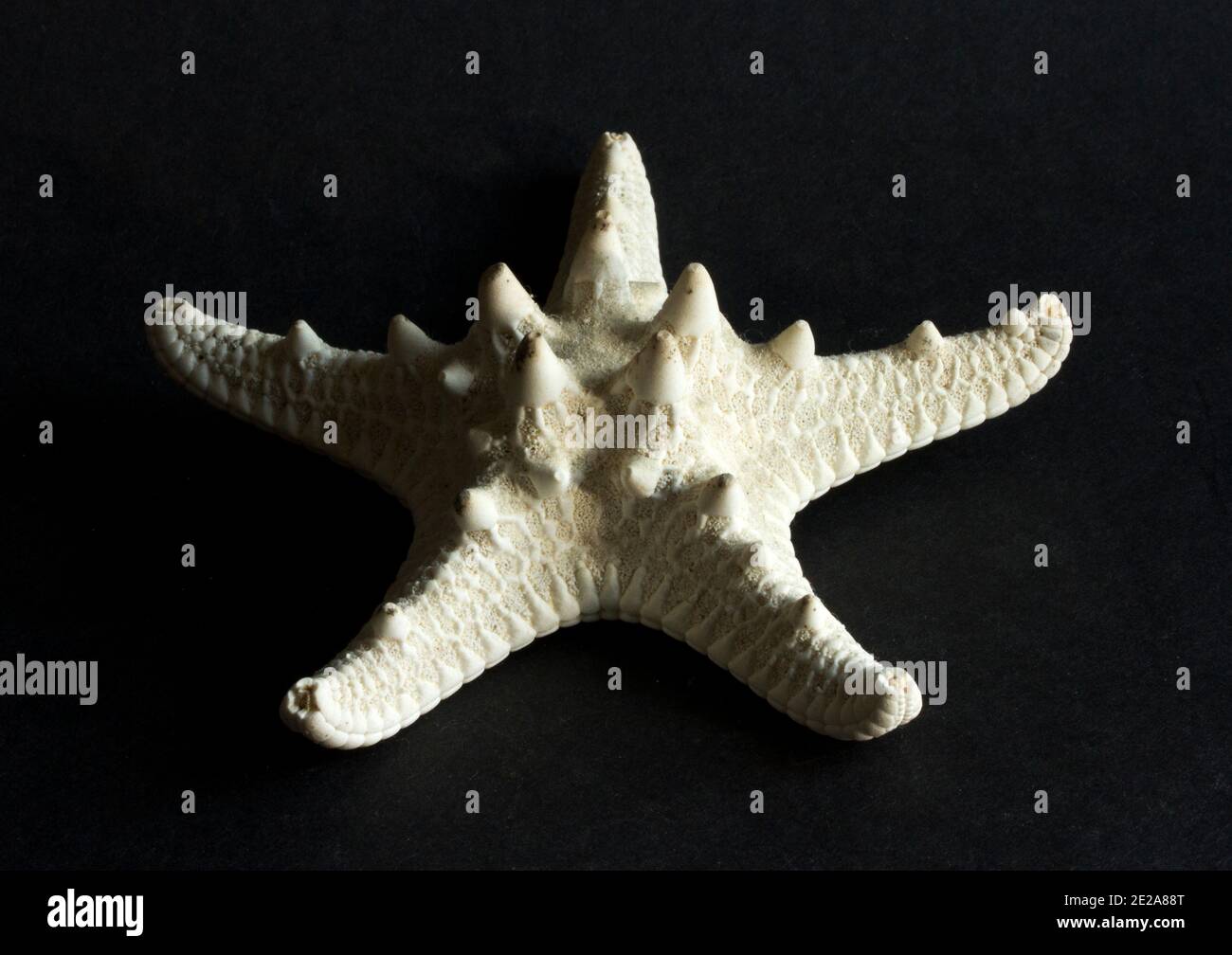 Pentercaster Starfish are highly variable in colour in life but the rigid exoskeleton is a series on plates constructed from white calcium carbonate Stock Photo