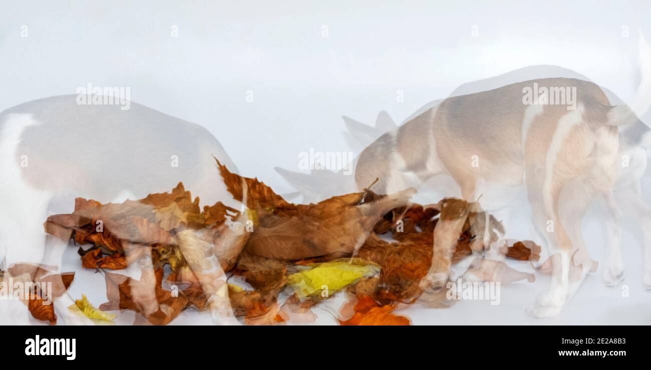 Ghost dog amongst autumn leaves on a white background. A happy Chihuahua dog playing. Stock Photo
