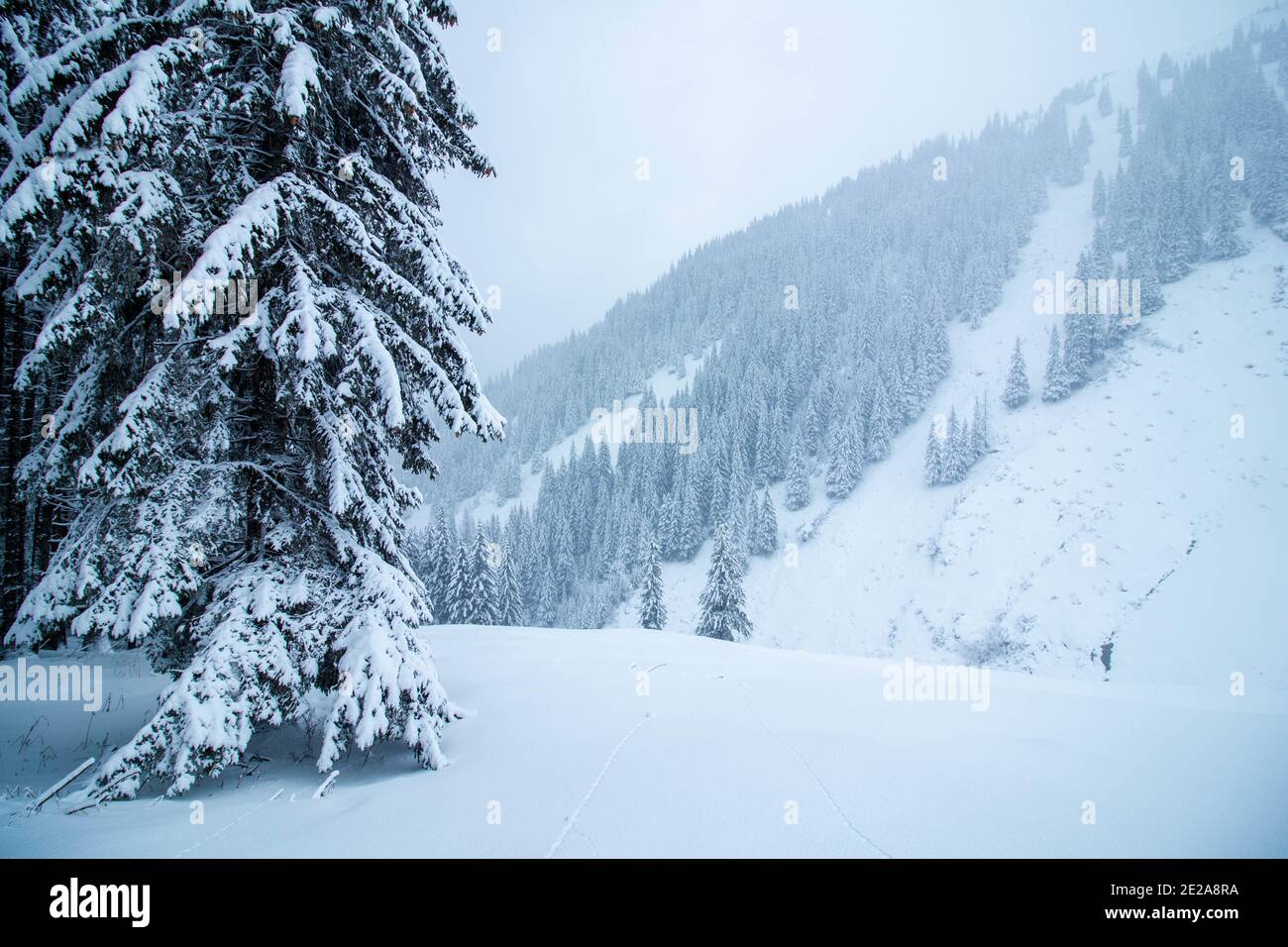 Beautiful shot snowy coniferous forest hi-res stock photography and ...