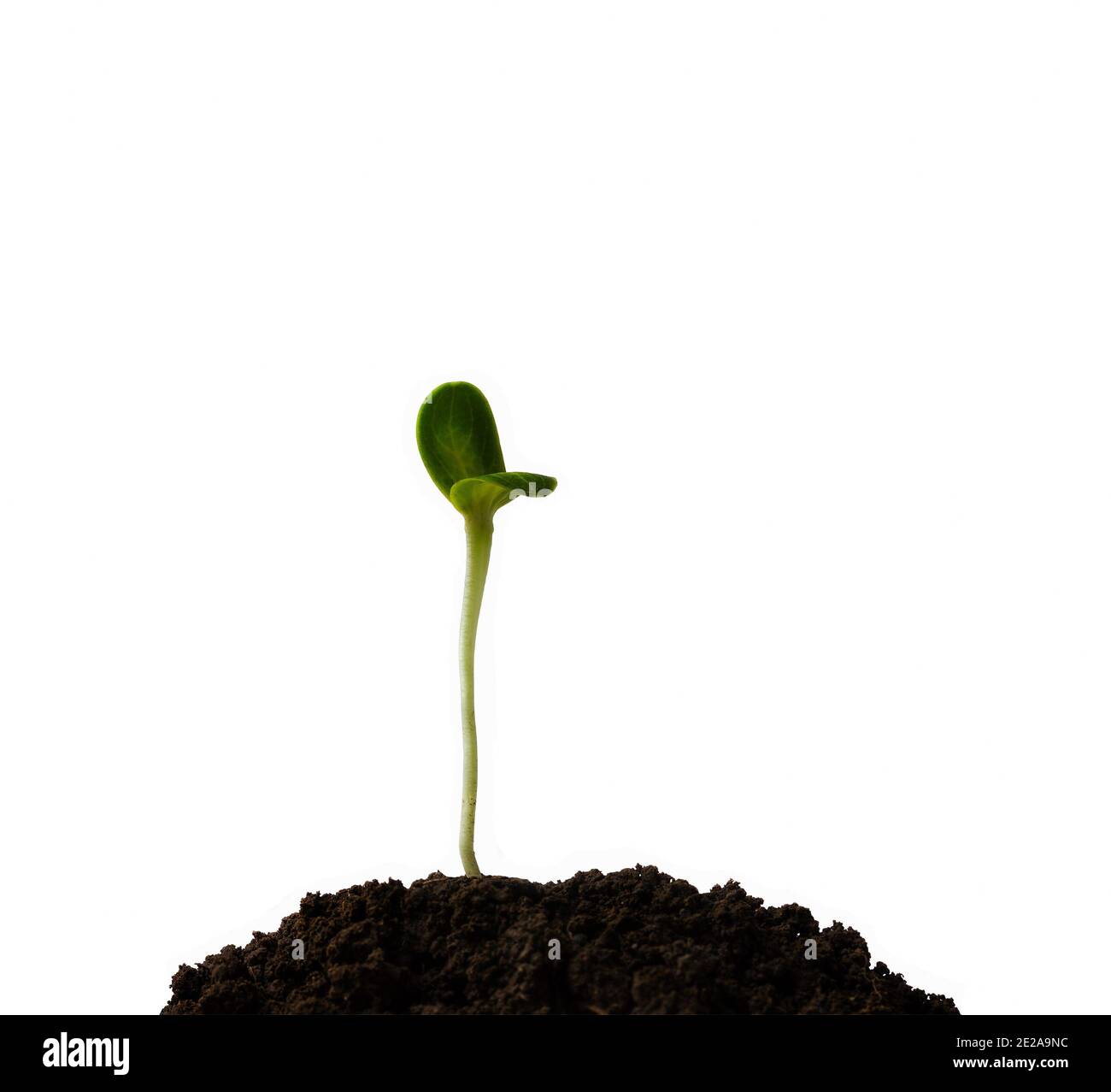 Green sprout grows from the soil isolated on white background Stock ...