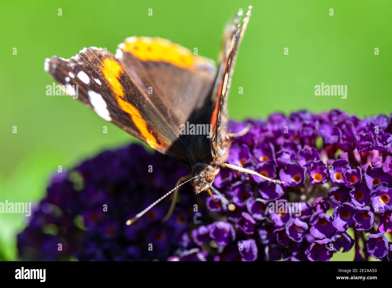 Red Admiral, Vanessa atalanta, butterflies on Buddleja flower or butterfly bush. High quality photo Stock Photo