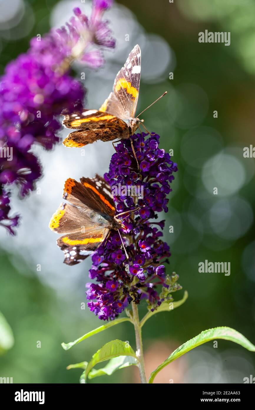 Two red Admiral, Vanessa atalanta, butterflies on Buddleja flower or butterfly bush. High quality photo Stock Photo