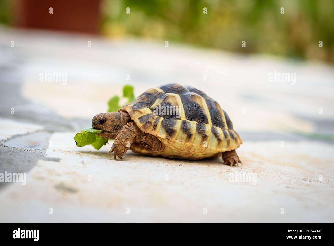 Pet turtle eating lettuce salad on stone paved terrace. Exotic home